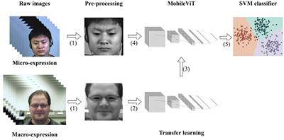 Lightweight ViT Model for Micro-Expression Recognition Enhanced by Transfer Learning